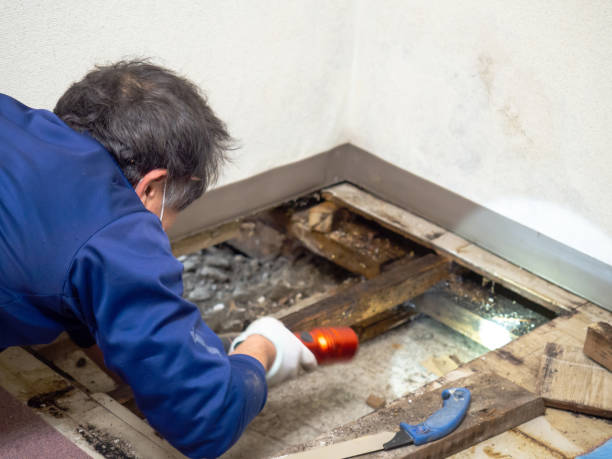Best Water Damage Restoration  in El Jebel, CO