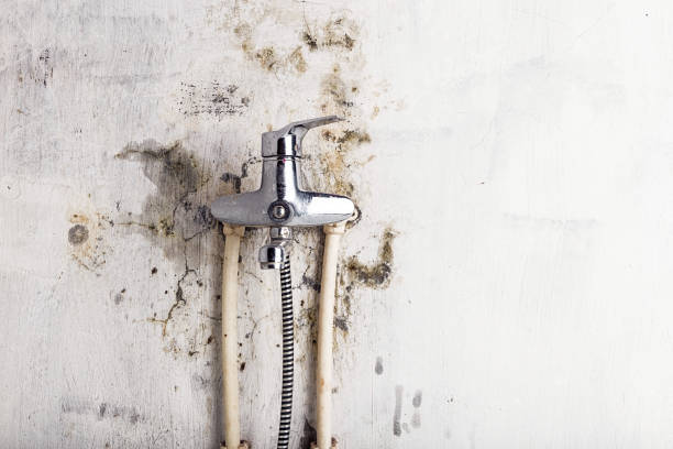 Mold Testing and Removal in El Jebel, CO