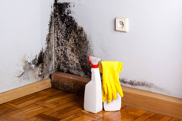 Best Commercial Mold Removal  in El Jebel, CO