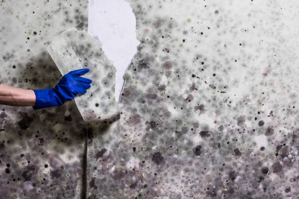 Best Mold Damage Repair  in El Jebel, CO